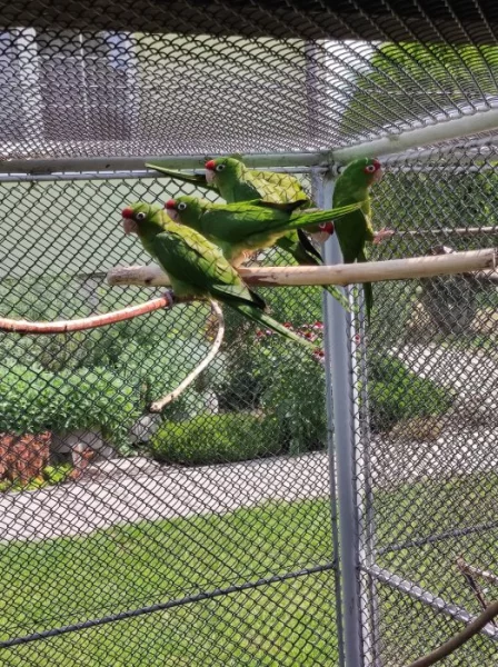 Aratinga škraboškový