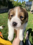 Jack Russell Terier s PP