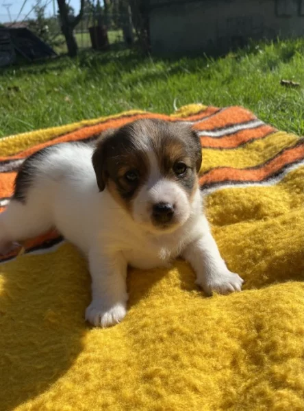 Jack Russell Terier s PP