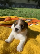 Jack Russell Terier s PP