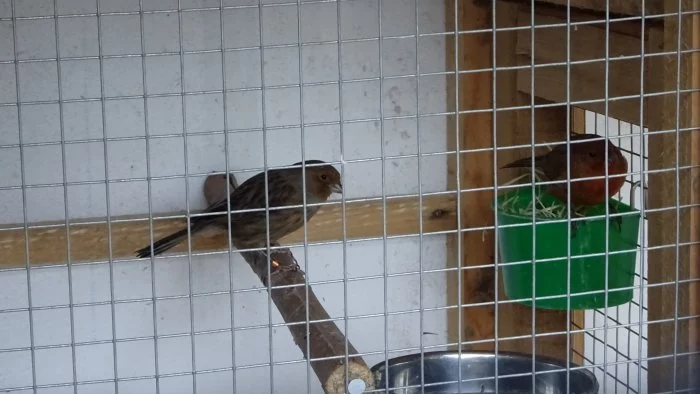 Prodám Kanár přírodní