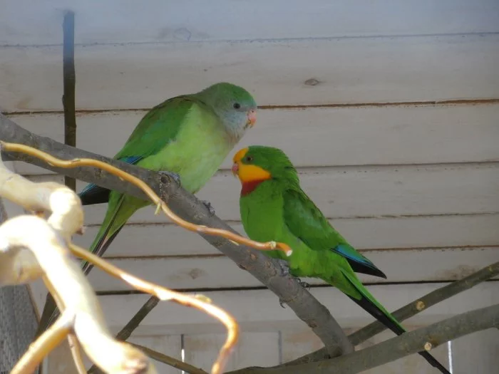 Papoušek nádherný, prodám