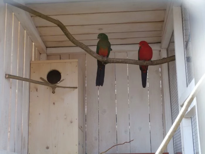 Papoušek královský