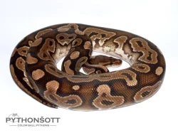 KRAJTA KRÁLOVSKÁ - ADULTNÍ SAMCI