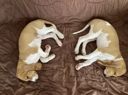 švýcký honič s PP