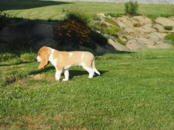 švýcký honič s PP