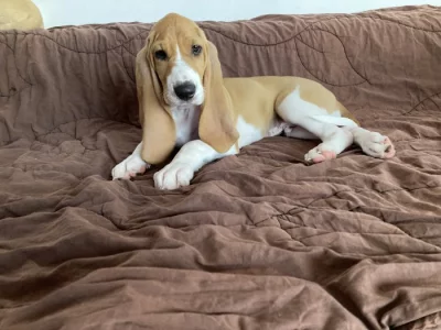 švýcký honič s PP