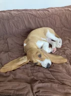 švýcký honič s PP