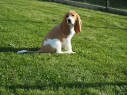 švýcký honič s PP