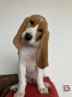 švýcký honič s PP