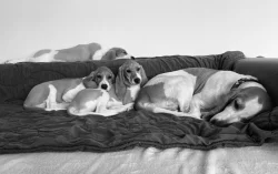 švýcký honič s PP