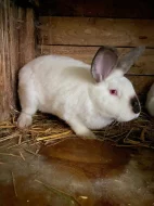 Kalifornský králík