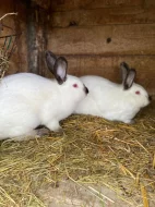 Kalifornský králík