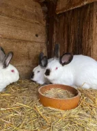 Kalifornský králík