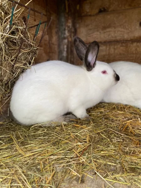 Kalifornský králík