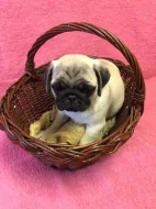 Prodám štěňátka mopse bez PP