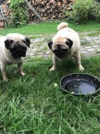 Prodám štěňátka mopse bez PP