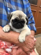 Prodám štěňátka mopse bez PP