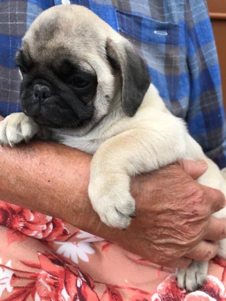 Prodám štěňátka mopse bez PP