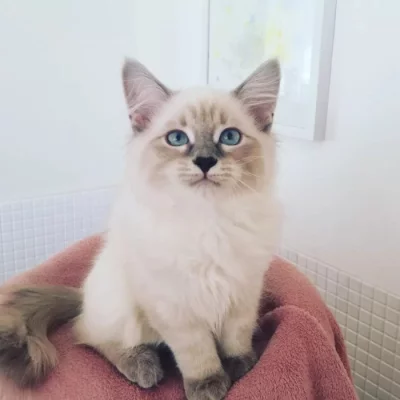 koťátka vzácné Neva Masquerade s PP