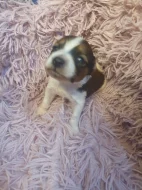 Jorkšírský teriér biewer kluci