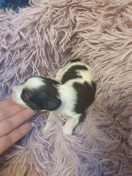 Jorkšírský teriér biewer kluci