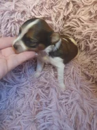 Jorkšírský teriér biewer kluci