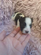 Jorkšírský teriér biewer kluci