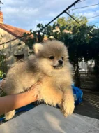 Pomeranian spitz