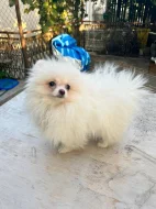 Pomeranian spitz