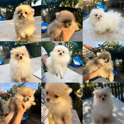 Pomeranian spitz