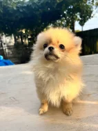 Pomeranian spitz