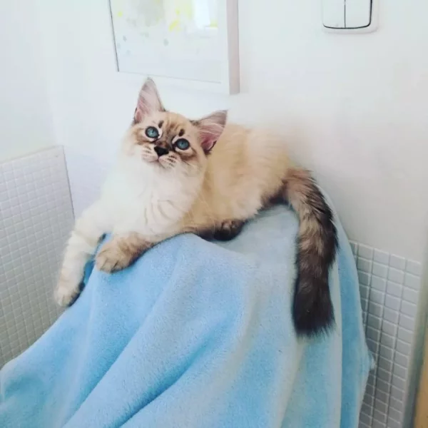 koťátka vzácné Neva Masquerade s PP