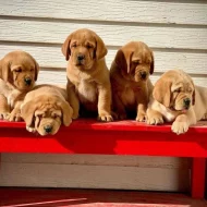 Labradorský retrívr s PP~ Fenecka