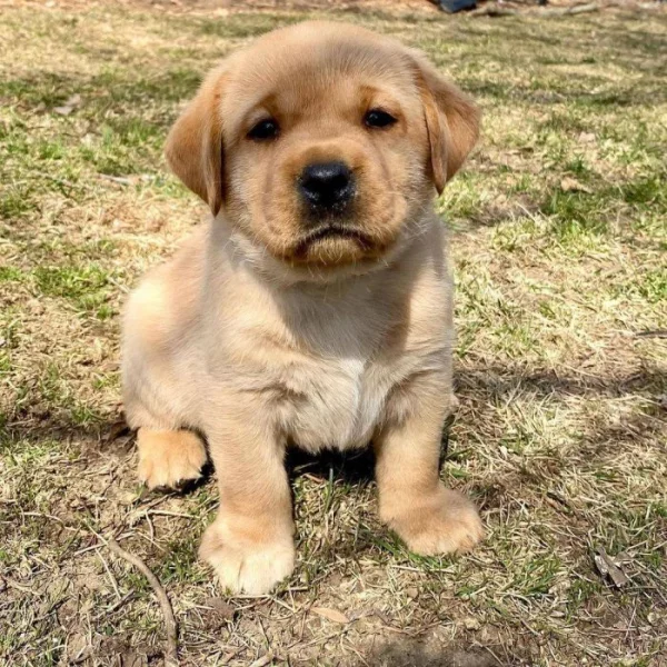 Labradorský retrívr s PP~ Fenecka