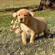 Labradorský retrívr s PP~ Fenecka