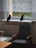 Dvě roztomilá koťátka
