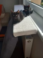 Dvě roztomilá koťátka