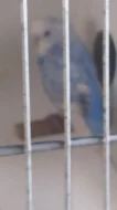 Prodám