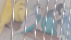 Prodám