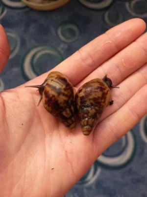 Achatina reticulata
