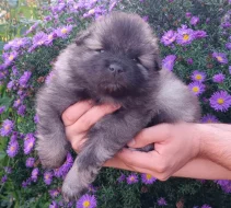 Německý špic vlčí / keeshond prodám krásná štěňata s PP