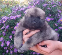 Německý špic vlčí / keeshond prodám krásná štěňata s PP