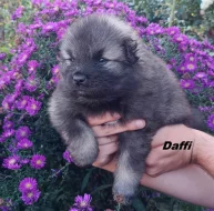 Německý špic vlčí / keeshond prodám krásná štěňata s PP