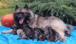 Německý špic vlčí / keeshond prodám krásná štěňata s PP