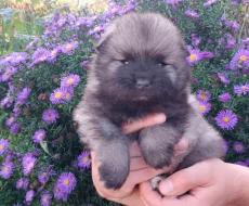 Německý špic vlčí / keeshond prodám krásná štěňata s PP