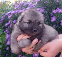 Německý špic vlčí / keeshond prodám krásná štěňata s PP