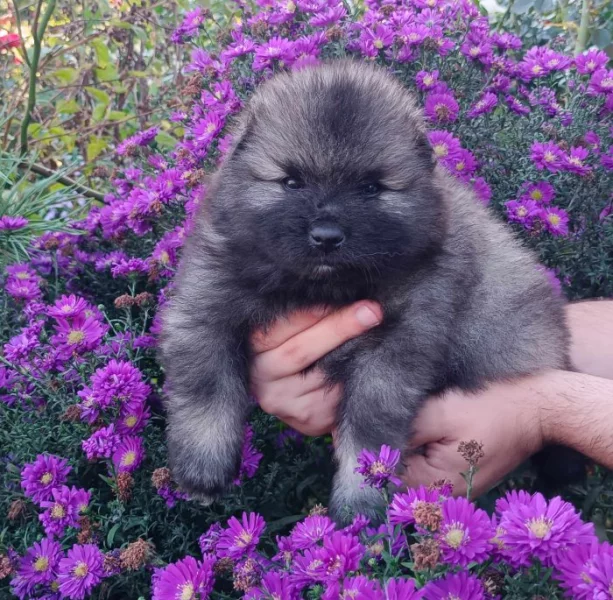 Německý špic vlčí / keeshond prodám krásná štěňata s PP
