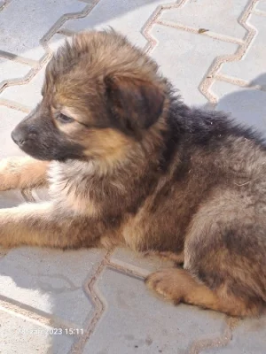 Nabízíme štěňátka německého ovčáka