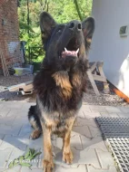 Nabízíme štěňátka německého ovčáka